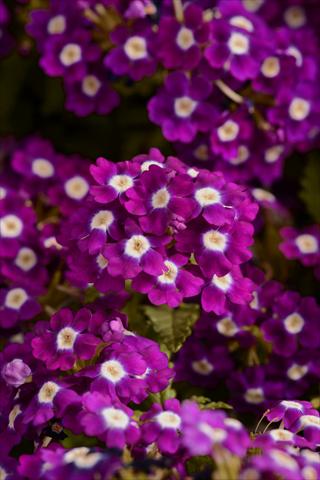 foto van een variëteit aan bloemen, te gebruiken als: Pot - en perkplant Verbena hybrida Quartz Violet Eye