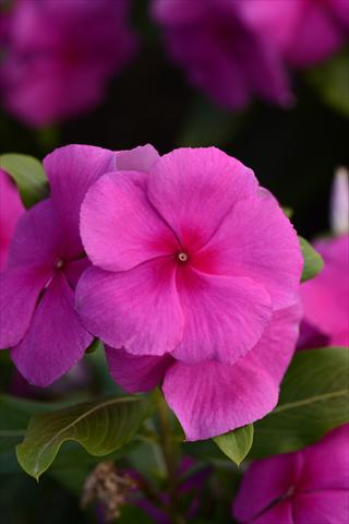 foto van een variëteit aan bloemen, te gebruiken als: Pot - en perkplant Catharanthus roseus - Vinca Valiant Lilac