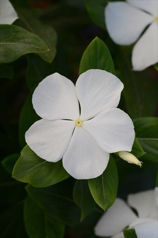 foto van een variëteit aan bloemen, te gebruiken als: Pot - en perkplant Catharanthus roseus - Vinca Valiant Pure White