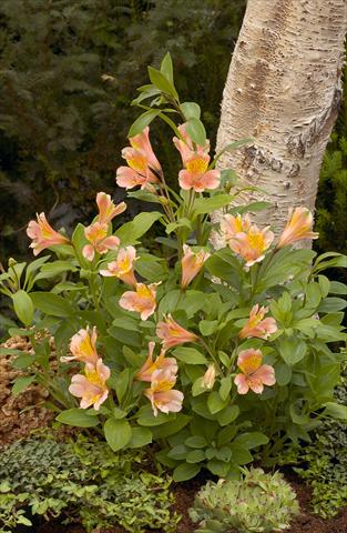 foto van een variëteit aan bloemen, te gebruiken als: Perkplant / Borders Alstroemeria Inca® Serin