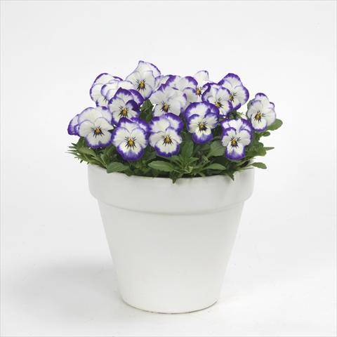 foto van een variëteit aan bloemen, te gebruiken als: Pot - en perkplant Viola cornuta Sorbet Picotee Coconut Swirl XP, Improved