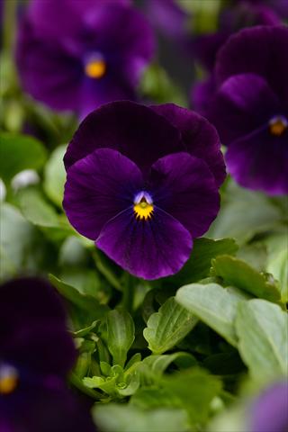 foto van een variëteit aan bloemen, te gebruiken als: Pot - en perkplant Viola cornuta Sorbet Purple Improved XP