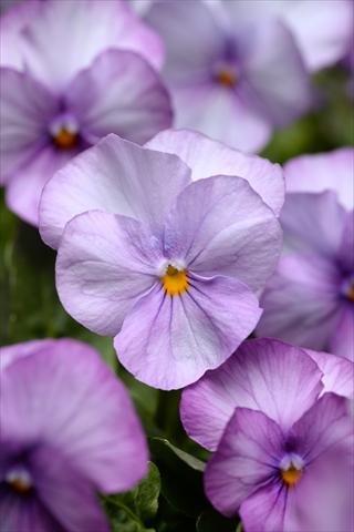 foto van een variëteit aan bloemen, te gebruiken als: Pot - en perkplant Viola cornuta Sorbet XP Lavender Pink