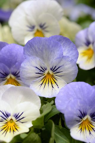 foto van een variëteit aan bloemen, te gebruiken als: Pot - en perkplant Viola cornuta Sorbet XP Purple YTT