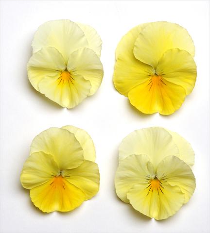 foto van een variëteit aan bloemen, te gebruiken als: Perkplant, potplant of korfplant Viola wittrockiana Cool Wave Lemon Suprise