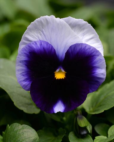 foto van een variëteit aan bloemen, te gebruiken als: Perkplant, potplant of korfplant Viola wittrockiana Promise Beaconsfield