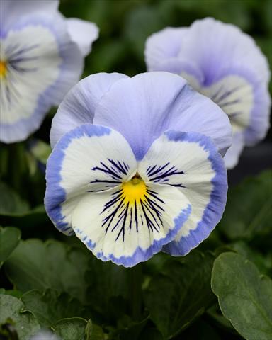 foto van een variëteit aan bloemen, te gebruiken als: Perkplant, potplant of korfplant Viola wittrockiana Promise Blue White Whiskers