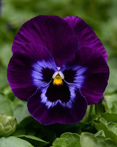 foto van een variëteit aan bloemen, te gebruiken als: Perkplant, potplant of korfplant Viola wittrockiana Promise Denim