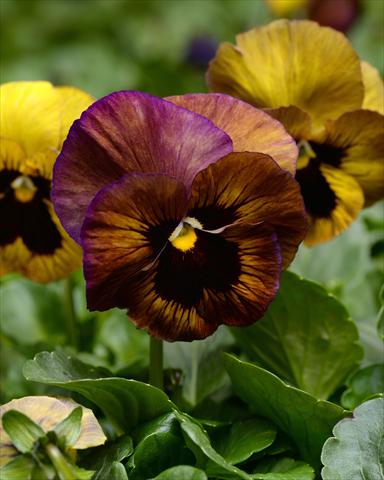 foto van een variëteit aan bloemen, te gebruiken als: Perkplant, potplant of korfplant Viola wittrockiana Promise Stormy Skies