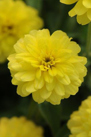 foto van een variëteit aan bloemen, te gebruiken als: Pot - en perkplant Zinnia marylandica Zahara Double Yellow