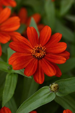 foto van een variëteit aan bloemen, te gebruiken als: Pot - en perkplant Zinnia marylandica Zinnia Zahara Red
