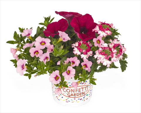 foto van een variëteit aan bloemen, te gebruiken als: Korf / Pot 3 Combo RED FOX Confetti Garden Hot Pink Jazz