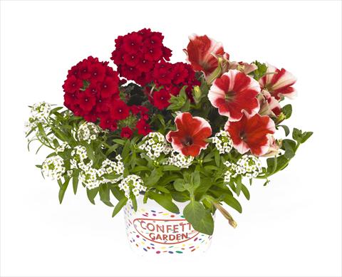 foto van een variëteit aan bloemen, te gebruiken als: Korf / Pot 3 Combo RED FOX Confetti Garden Peppy Red