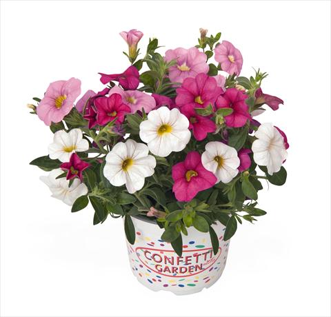 foto van een variëteit aan bloemen, te gebruiken als: Korf / Pot 3 Combo RED FOX Confetti Garden Pink Fusion