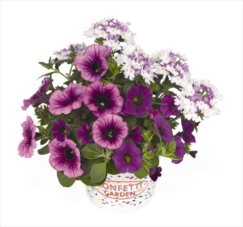 foto van een variëteit aan bloemen, te gebruiken als: Korf / Pot 3 Combo RED FOX Confetti Garden Purple Cleopatra