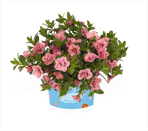 foto van een variëteit aan bloemen, te gebruiken als: Korf / Pot Calibrachoa RED FOX Aloha® Double Pink