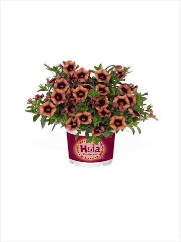 foto van een variëteit aan bloemen, te gebruiken als: Korf / Pot Calibrachoa RED FOX Hula Godiva