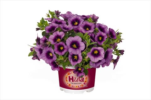 foto van een variëteit aan bloemen, te gebruiken als: Korf / Pot Calibrachoa RED FOX Hula Lavender