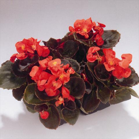 foto van een variëteit aan bloemen, te gebruiken als: Perkplant / Borders Begonia semperflorens Havana Scarlet