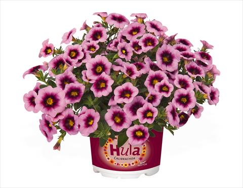 foto van een variëteit aan bloemen, te gebruiken als: Korf / Pot Calibrachoa RED FOX Hula Soft Pink