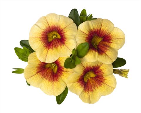 foto van een variëteit aan bloemen, te gebruiken als: Korf / Pot Calibrachoa RED FOX Super Yellow