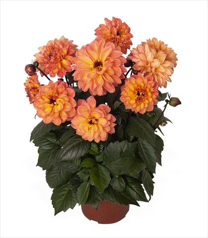 foto van een variëteit aan bloemen, te gebruiken als: Pot Dahlia Dahlinova Temptation Golden