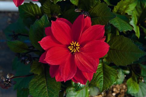foto van een variëteit aan bloemen, te gebruiken als: Pot Dahlia Dreamy Passion