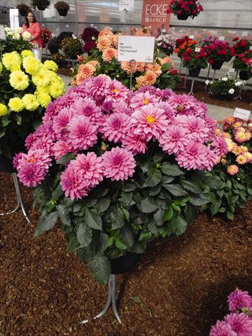 foto van een variëteit aan bloemen, te gebruiken als: Pot Dahlia Hypnotica Pink Improved