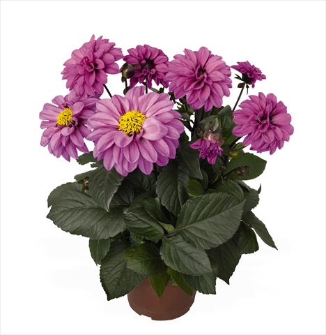foto van een variëteit aan bloemen, te gebruiken als: Pot Dahlia Temptation Lavender