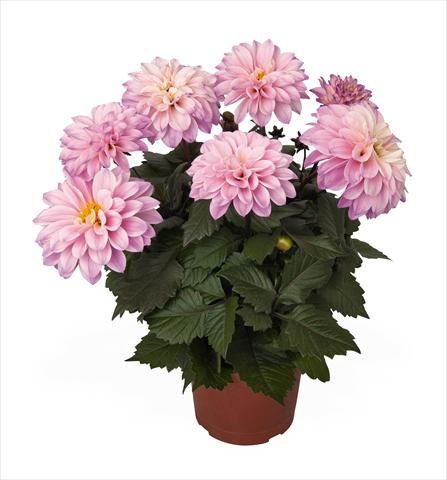 foto van een variëteit aan bloemen, te gebruiken als: Pot Dahlia Temptation Pink Bicolor
