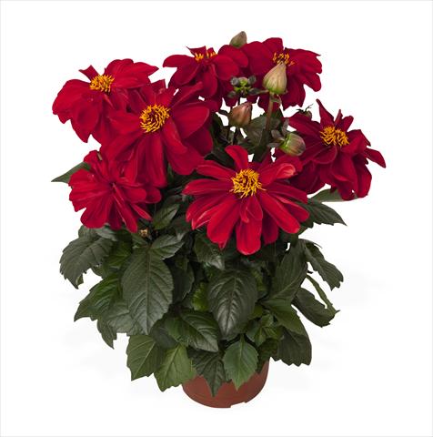 foto van een variëteit aan bloemen, te gebruiken als: Pot Dahlia Temptation Red