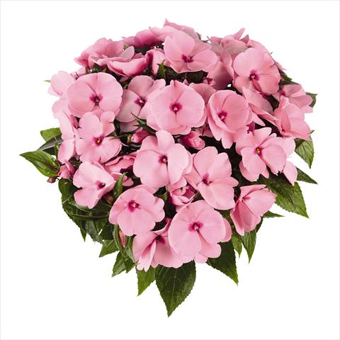 foto van een variëteit aan bloemen, te gebruiken als: Perkplant, potplant of korfplant Impatiens N. Guinea RED FOX Tamarinda True Pink