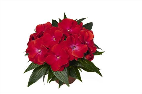 foto van een variëteit aan bloemen, te gebruiken als: Perkplant, potplant of korfplant Impatiens N. Guinea RED FOX Magnum Red Flame
