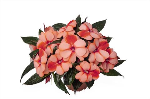 foto van een variëteit aan bloemen, te gebruiken als: Perkplant, potplant of korfplant Impatiens N. Guinea RED FOX Petticoat Mandarin Star