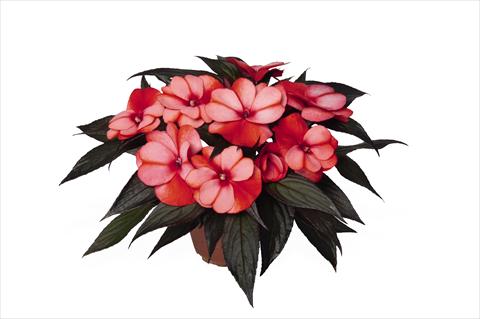 foto van een variëteit aan bloemen, te gebruiken als: Perkplant, potplant of korfplant Impatiens N. Guinea RED FOX Petticoat Red Star 2015