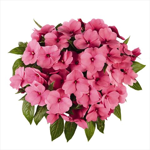 foto van een variëteit aan bloemen, te gebruiken als: Perkplant, potplant of korfplant Impatiens N. Guinea RED FOX Tamarinda Pink