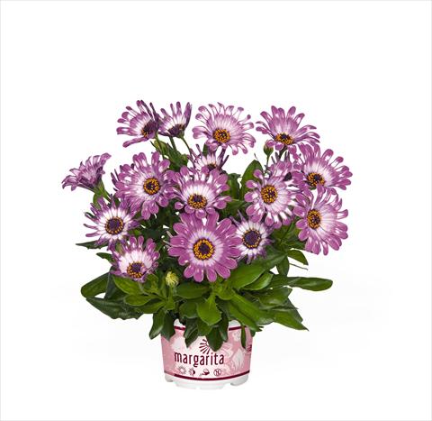foto van een variëteit aan bloemen, te gebruiken als: Pot Osteospermum Margarita Purple Spoon
