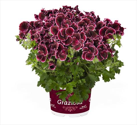 foto van een variëteit aan bloemen, te gebruiken als: Pot Pelargonium interspec. RED FOX Graziosa Merlot Picotee