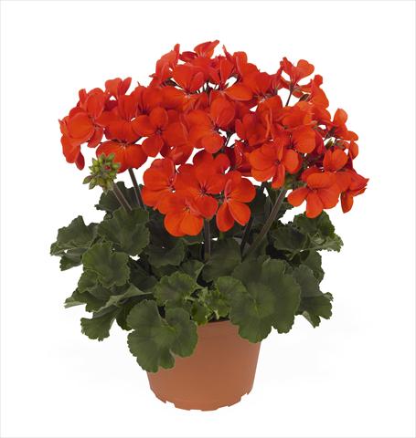 foto van een variëteit aan bloemen, te gebruiken als: Pot Pelargonium interspec. RED FOX Sarita Fire