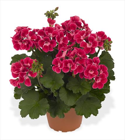 foto van een variëteit aan bloemen, te gebruiken als: Pot Pelargonium interspec. RED FOX Sarita Neon Sizzle