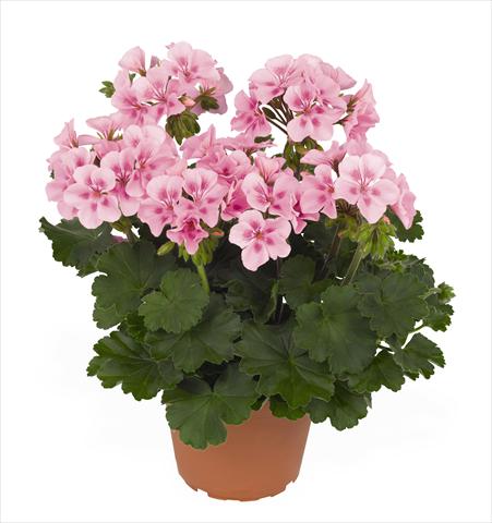 foto van een variëteit aan bloemen, te gebruiken als: Pot Pelargonium interspec. RED FOX Sarita Soft Pink Splash