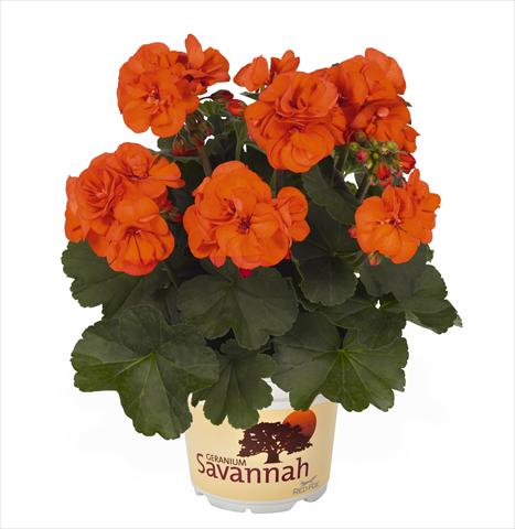foto van een variëteit aan bloemen, te gebruiken als: Pot Pelargonium zonale RED FOX Savannah Oh so Orange