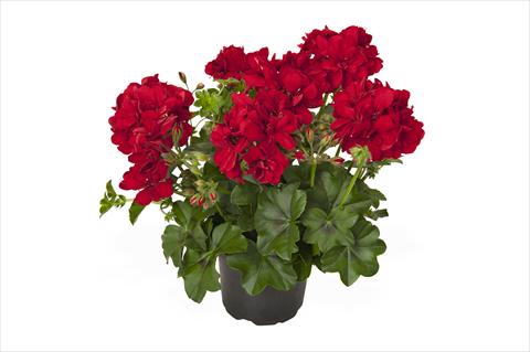 foto van een variëteit aan bloemen, te gebruiken als: Pot Pelargonium peltatum RED FOX Great Ball of Fire Red Velvet