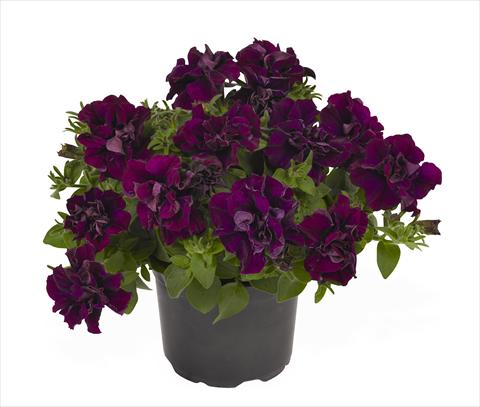 foto van een variëteit aan bloemen, te gebruiken als: Korf / Pot Petunia x hybrida RED FOX Origami Burgundy