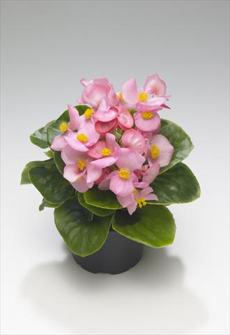 foto van een variëteit aan bloemen, te gebruiken als: Perkplant / Borders Begonia semperflorens Monza Pink
