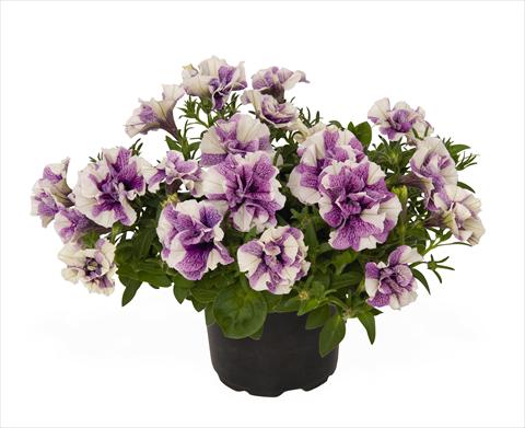 foto van een variëteit aan bloemen, te gebruiken als: Korf / Pot Petunia x hybrida RED FOX Origami Lavender Touch