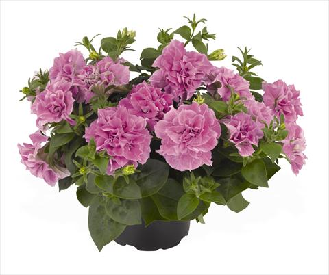 foto van een variëteit aan bloemen, te gebruiken als: Korf / Pot Petunia x hybrida RED FOX Origami Pink