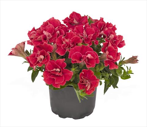 foto van een variëteit aan bloemen, te gebruiken als: Korf / Pot Petunia x hybrida RED FOX Origami Watermelon