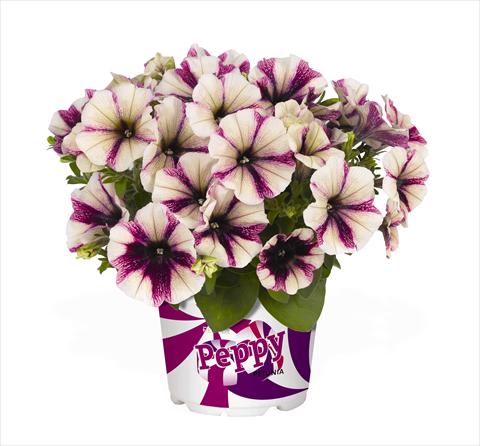 foto van een variëteit aan bloemen, te gebruiken als: Korf / Pot Petunia x hybrida RED FOX Peppy Plum