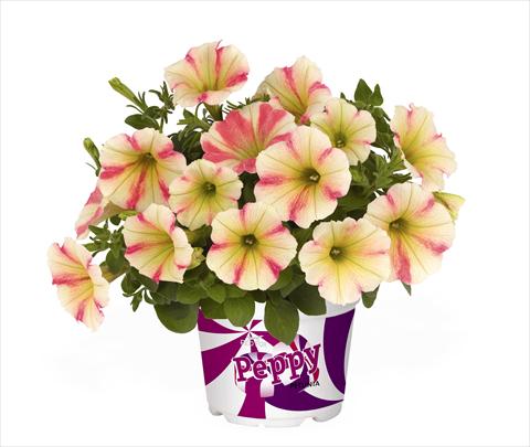 foto van een variëteit aan bloemen, te gebruiken als: Korf / Pot Petunia x hybrida RED FOX Peppy Sunset